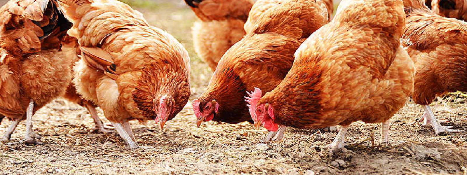 Govt. trying to sell off poultry industry